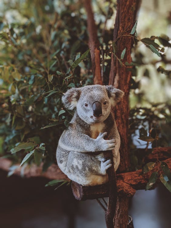 Free Gray Koala Bear Hugging Tree Branch Stock Photo